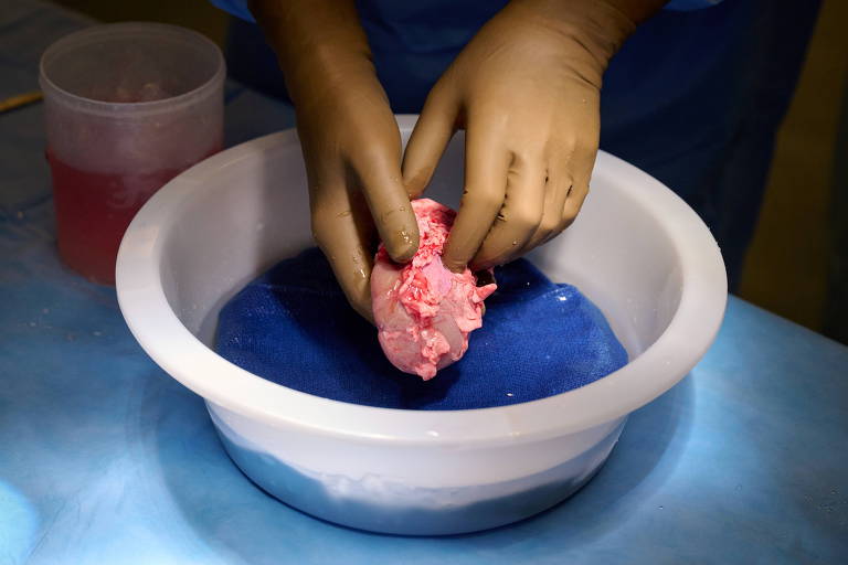 Cientistas no Japão criam porcos para transplante em humanos