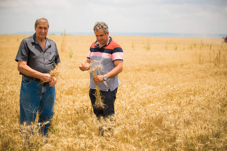 Os produtores rurais Antídio Pasqual Sandri (à esq.) e Deoni Sandri, proprietários da Fazenda Reunidas, na zona rural de de Balsas (MA) cultivam trigo