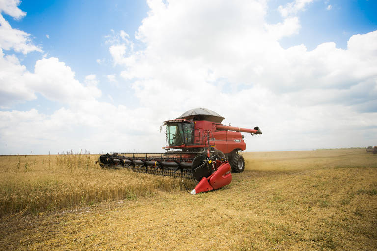 A família Sandri colhe trigo plantado em 115 hectares da fazenda