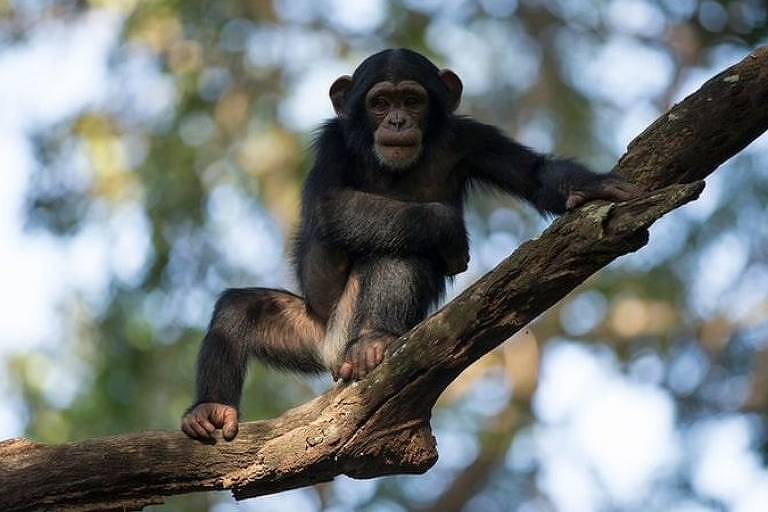 Há ainda muito mistério na história da evolução humana, incluindo quando e onde nós 'separamos' de outros primatas