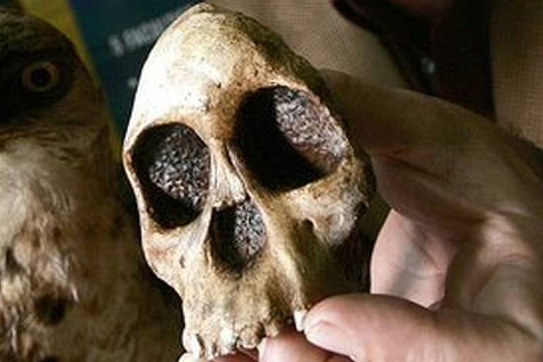 A descoberta da Criança Taung na África do Sul há quase 100 anos ajudou a consolidar a hipótese de que a humanidade evoluiu a partir da África