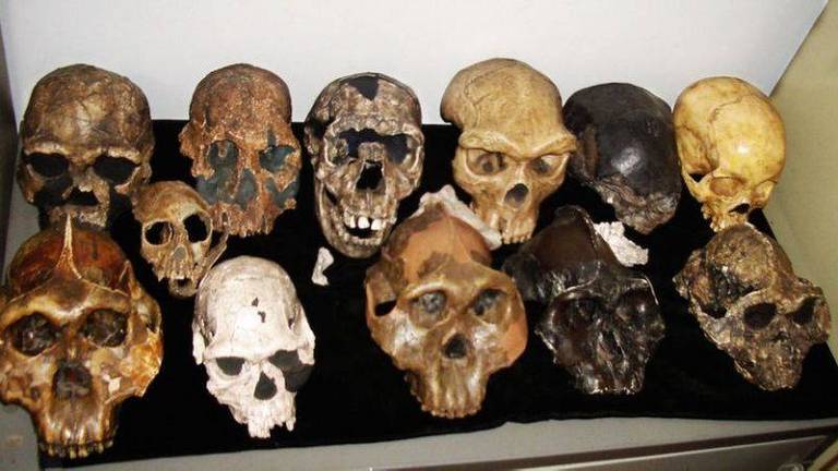 Um amplo número de fósseis de hominíneos foram achados na África desde 1920