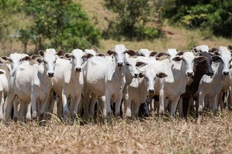 Imagem mostra um grupo de gado em um pasto