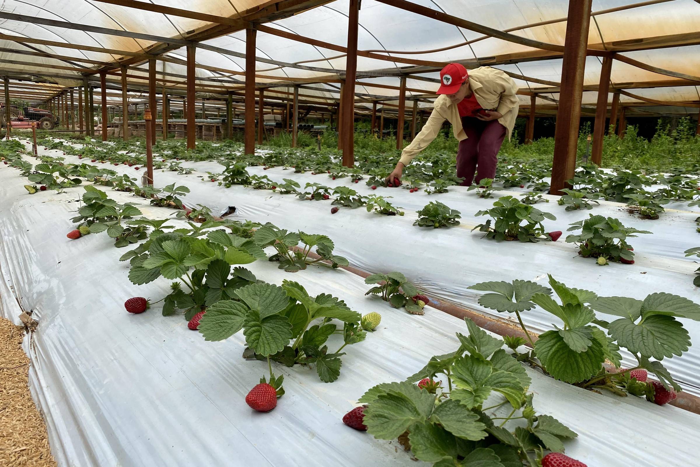 MST vai atingir marca de mil toneladas de alimentos doados na campanha Natal Sem Fome
