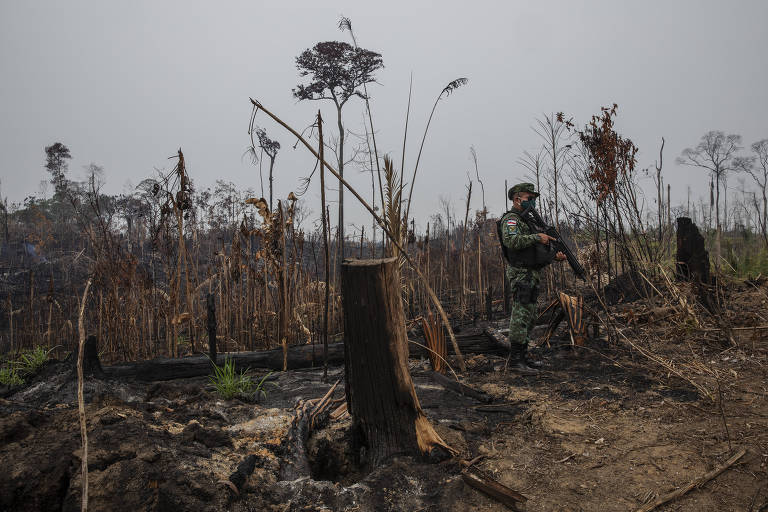 Soldado segura arma em meio a toco de árvores que parecem queimadas, além de cortadas