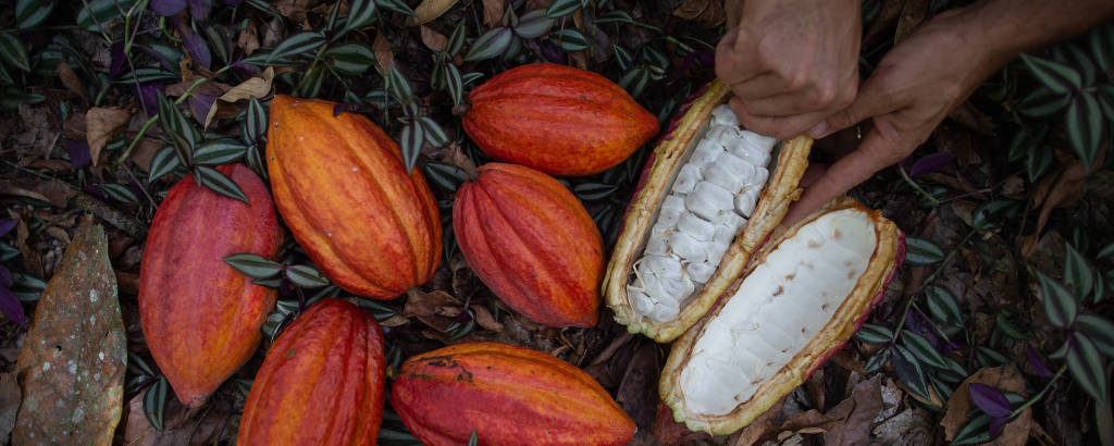 Cacau orgânico plantado no assentamento Dois Riachões, em Ibirapitanga (BA)