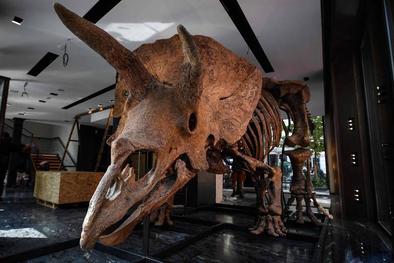 Esqueleto de tricerátops 'Big John' é leiloado por US$ 7,7 milhões
