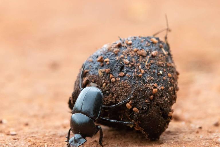 Conheça o besouro que tem um palavrão no nome e ainda assim é muito fofo