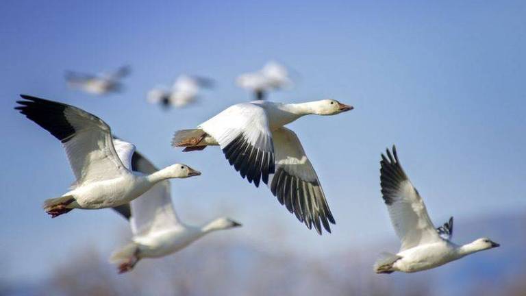 Aves migratórias podem levar novos vírus de um canto do planeta a outro