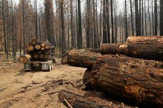 FILE PHOTO: A logging truck is pictured among burned trees, felled following last year's Rim fire, near Groveland