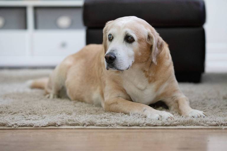 Foto mostra cachorro de pelagem caramelo clara, com pelos grisalhos no rosto e no peito, recostado em cima de tapete em um chão de madeira. Ao fundo, veem-se alguns móveis brancos e pretos