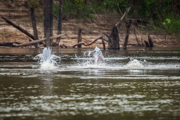 Pesquisadores fazem contagem de botos na Amazônia para avaliar ameaça de extinção