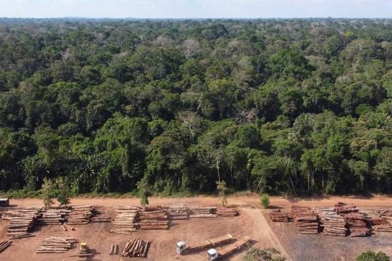Imagem aérea mostra uma floresta e troncos de árvores derrubados