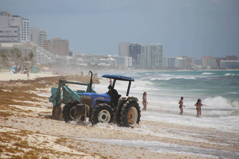 trator tira algas da areia da praia, enquanto turistas brincam no mar