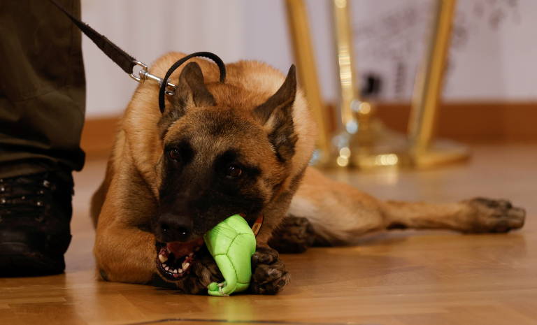 Fantasy, um cão farejador treinado para detectar pacientes com Covid-19, ao lado do seu treinador em uma conferência em Viena (Áustria)