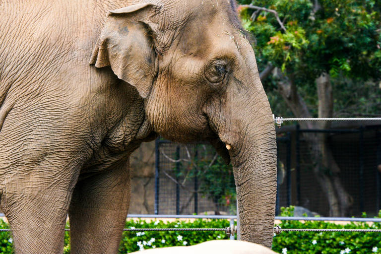 Um elefante de perfil com presas sem presas de marfim.