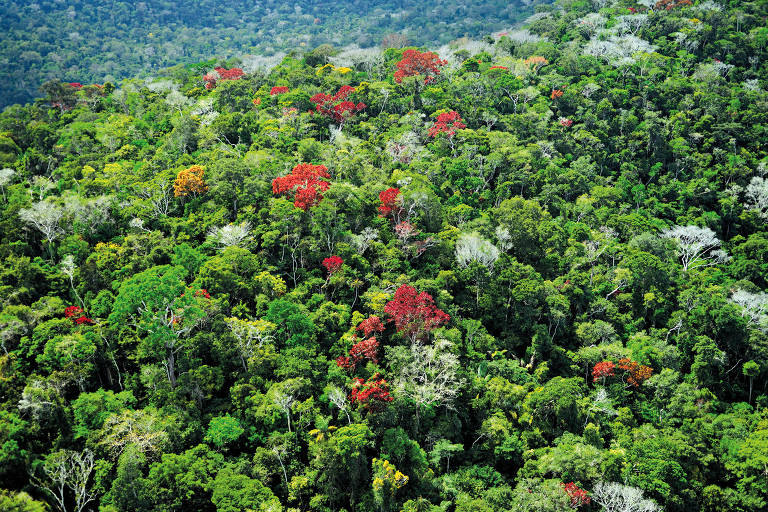 'A Amazônia em pé é mais produtiva', diz pesquisadora da FGV Conhecimento