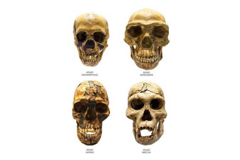 Crânios de ancestrais do ser humano