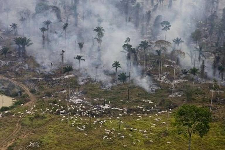 Imagem aérea mostra gado em um pasto e ao fundo a floresta sendo queimada