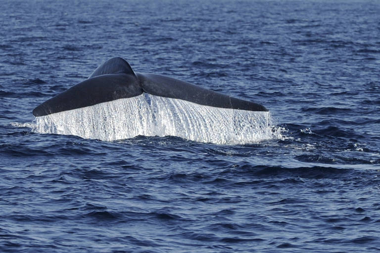 Dieta da baleia azul chega a 16 toneladas em um dia e é essencial para o ecossistema