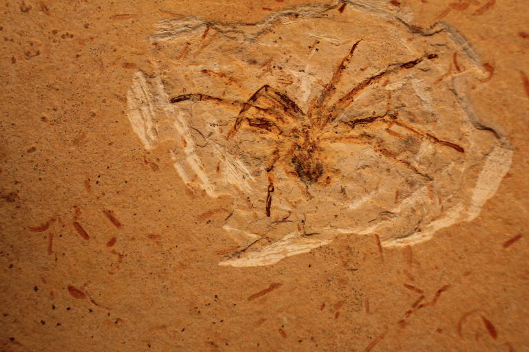 Fósseis de aranha do Araripe retornam ao Brasil