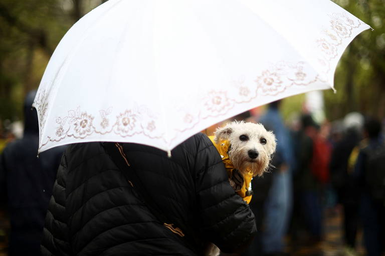 Festival no Nepal, cão farejador na Áustria e passeio por Moscou; veja pets pelo mundo