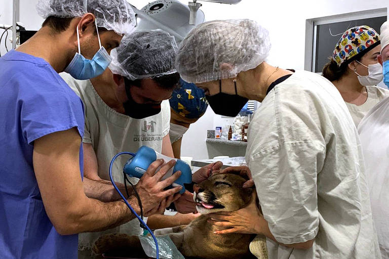 onça-parda deitada em maca cercada de médicos veterinários de jaleco e toucas
