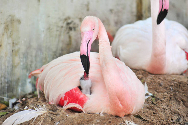 Onças matam 172 flamingos durante ataque em parque de Foz do Iguaçu