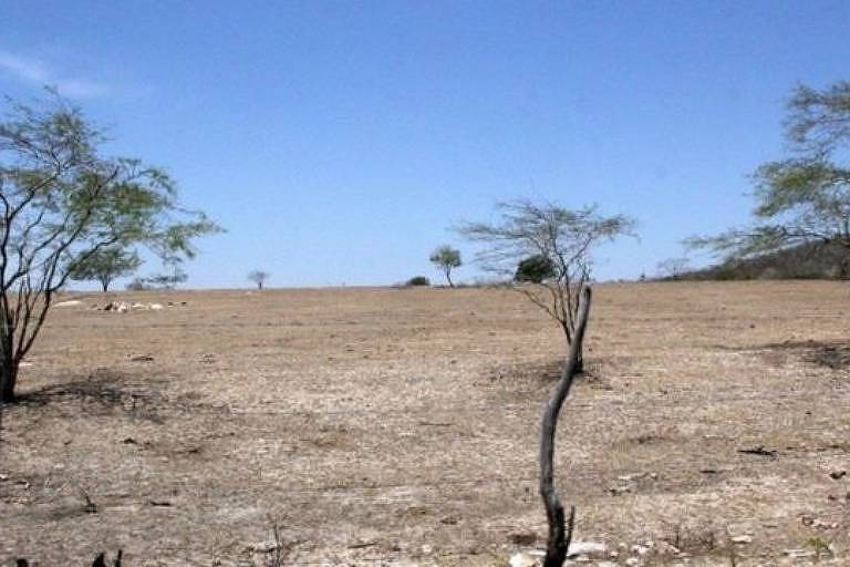 Imagem mostra poucas árvores em área desertificada 