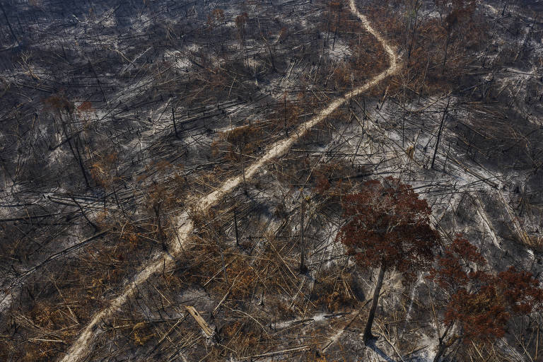 vista aérea de árvores caídas e queimadas