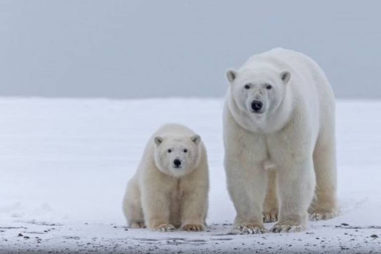 Dois ursos polares em uma geleira