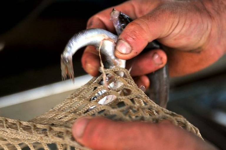 Imagem em close mostra uma mãos tirando um peixe de uma rede de pesca