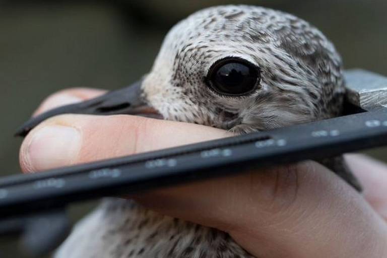 Imagem em close mostra a cabeça de um pássaro sendo segurada por uma mão