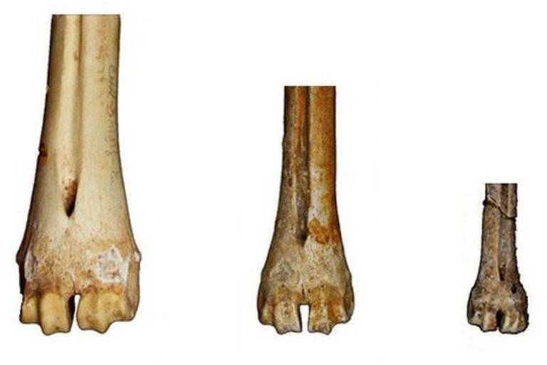 Três ossos de tamanhos de diferentes das patas de animais