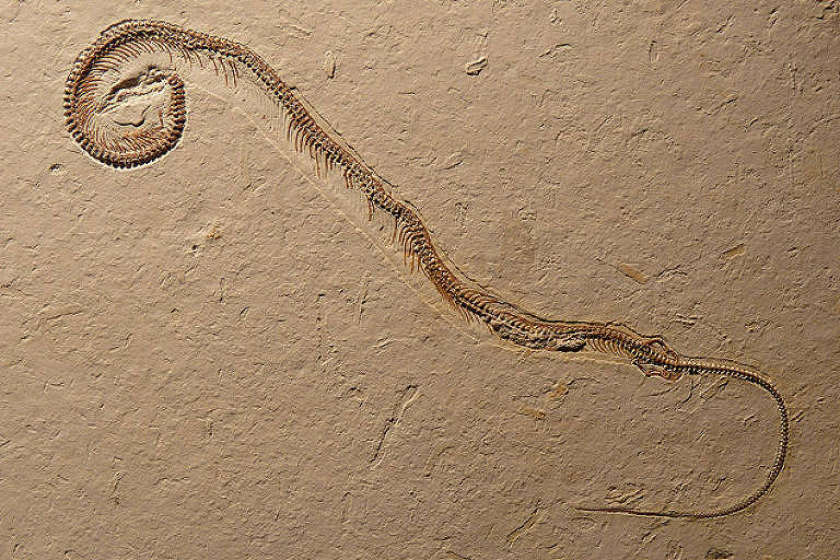 Fóssil de 120 milhões de anos de serpente encontrado no Ceará