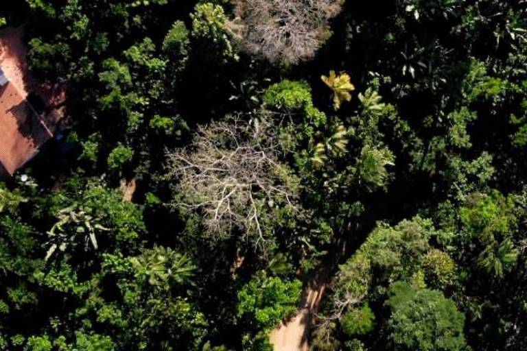 Imagem aérea mostra casa no meio de uma floresta