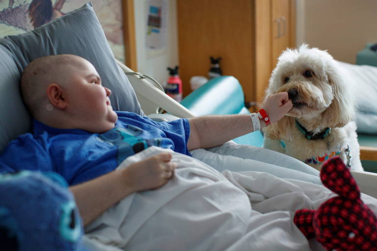 Cachorro ajuda crianças a superarem medo em hospital nos EUA