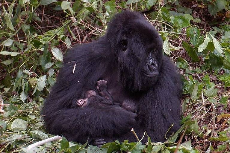  Parque Nacional de Virunga (PNVi) anunciou o nascimento de gorila fêmea, da família Humba