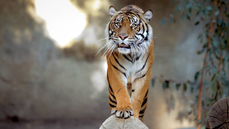 Imagens do documentário Tiger King 2