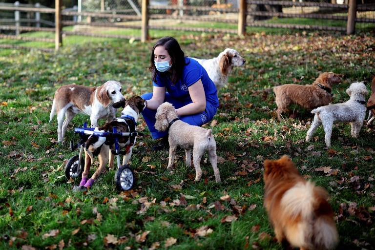 Veterinária cuida de cães abandonados e feridos em um abrigo mantido pela Fundação Brigitte Bardot, em Bazoches-sur-Guyonne, ao oeste de Paris

