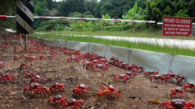 Em migração anual, caranguejos cobrem ilha na Austrália de vermelho