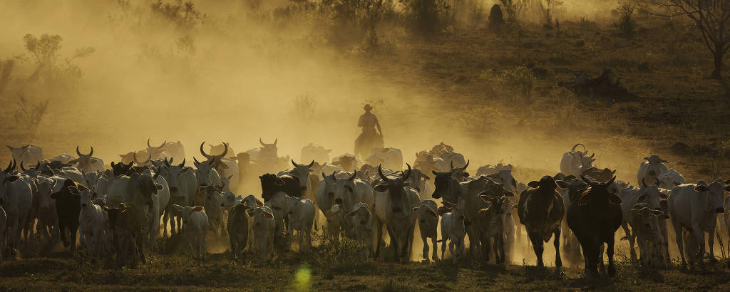 Vaqueiro conduz gado em pasto recuperado em fazenda de MG