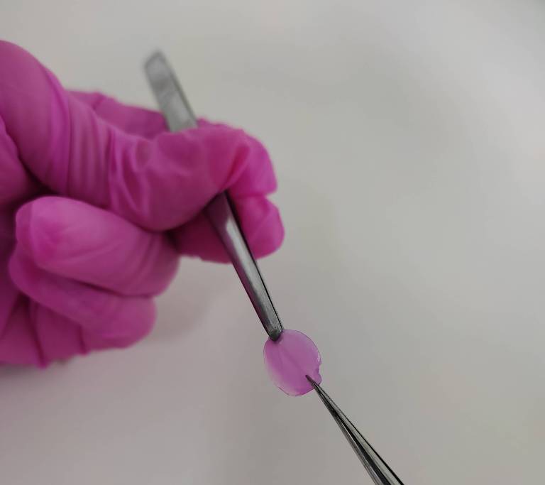 Mãos seguram pequenos suportes para mostrar um pequeno pedaço de pele impressa por uma bioimpressora