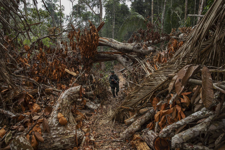 Fiscais ambientais caminham em meio a árvores derrubadas