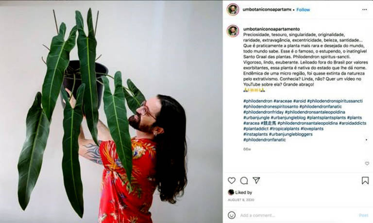 As plantas brasileiras quase extintas que movem mercado milionário no Instagram
