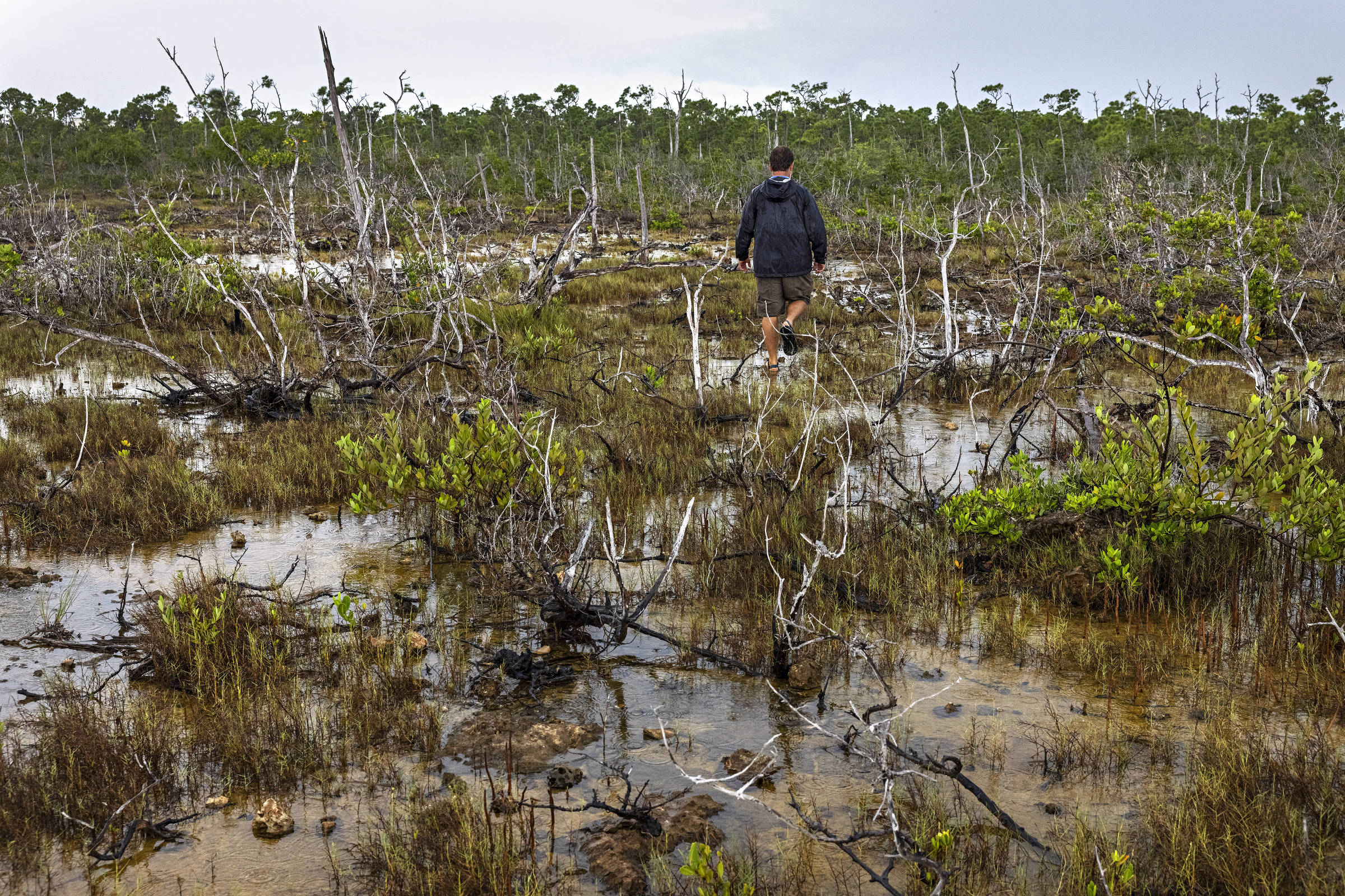 Chris Bergh, membro da ONG The Nature Conservancy, caminha em área de vegetação morta em Big Pine Key, na Flórida