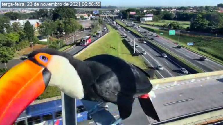 Veja fotos de tucanos e gaviões captados pelas câmeras da rodovia Anhanguera