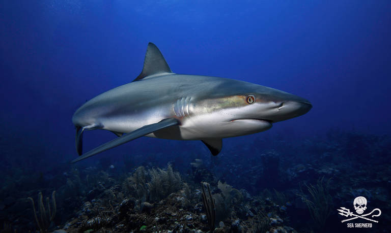 Pesca de tubarões e raias continua mesmo com proibições de 'finning'