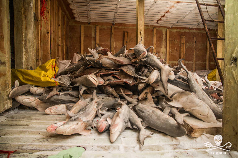 Pesca de tubarões e raias continua mesmo com proibições de 'finning'