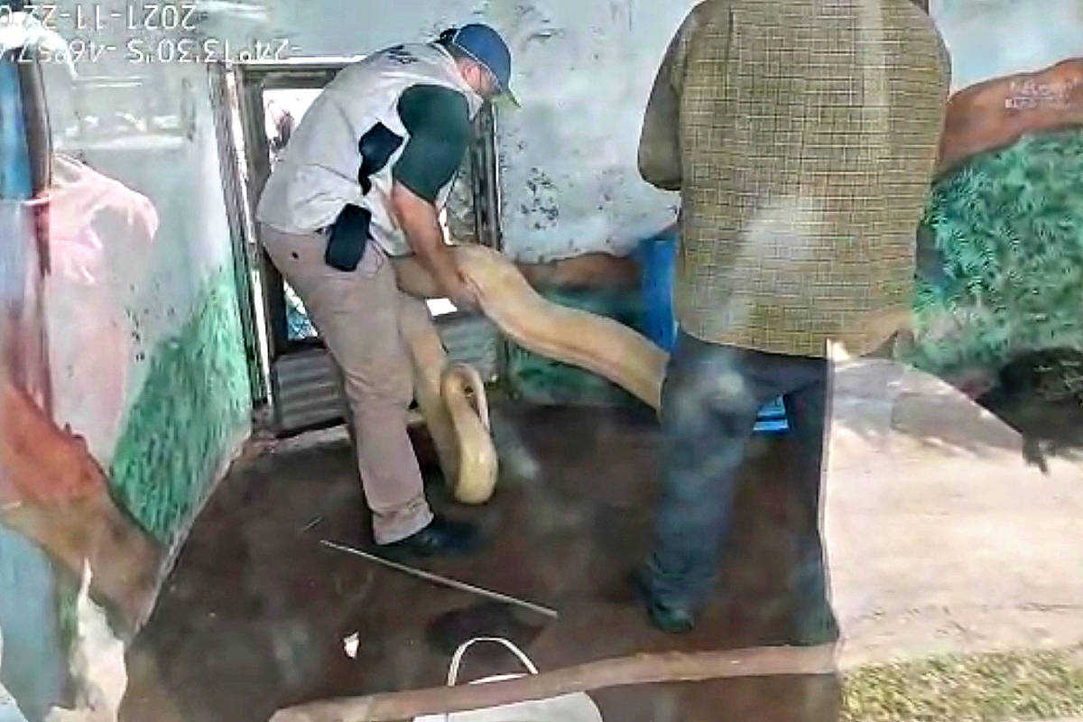 Técnicos do Ibama apreendem cobra piton em hotel fazenda em Peruíbe, que foi multado em R$ 500 mil por manter animais silvestres expostos ao público